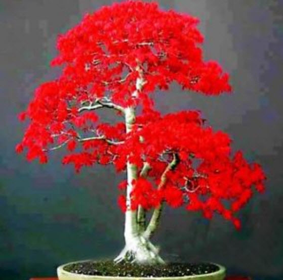 เมเปิ้ลอเมริกันบอนไซ (American Maple Bonsai) สีแดงเลือด / 10 เม็ด