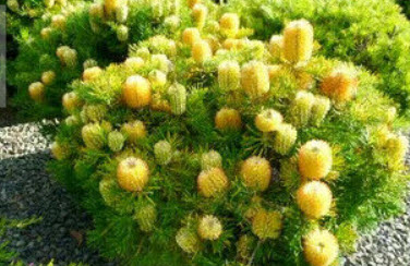 แบงเซีย (Banksia) สีเหลือง / 5 เม็ด