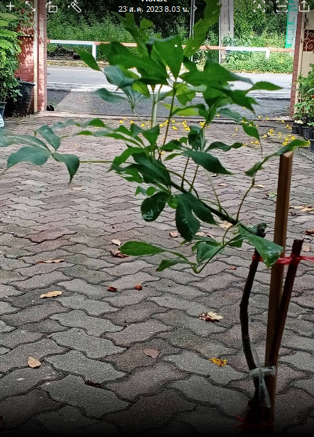 ต้นงิ้วชมพู ไหมจุรี ต้นเสียบยอด สูง 50-70 ซ.ม.