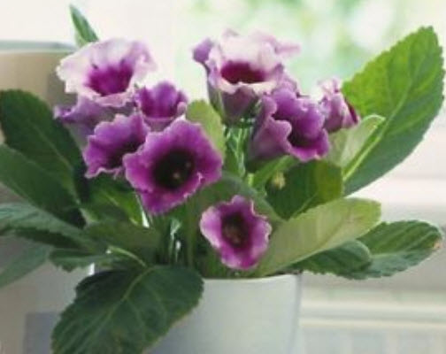 กล็อกซิเนีย หรือกุหลาบนางฟ้า (Gloxinia) คละ / 100 เม็ด (นอก)