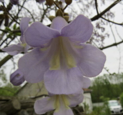 พอโลเนีย เพาโลเนีย (Paulownia elongata) / 500 เม็ด (Croatia) ไม้โตเร็วมาก