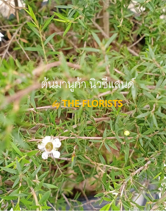 ต้นมานูก้า นิวซีแลนด์ ดอกสีขาว (Manuka) กระถาง 10 นิ้ว สูง 50-70 ซ.ม. / ต้น