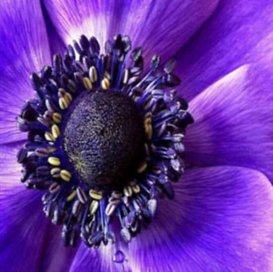 ทานตะวัน สีม่วง (Purple Sunflower) / 50 เม็ด