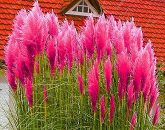 หญ้าภูเขา (Pampas grass) สีแดง / 300 เม็ด