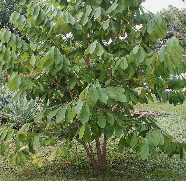 พอว์พอว์ (Paw Paw / Asimina tribola) / 5 เม็ด (P2S)