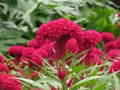 หงอนไก่ (Cockscomb) สีแดง / 100 เม็ด