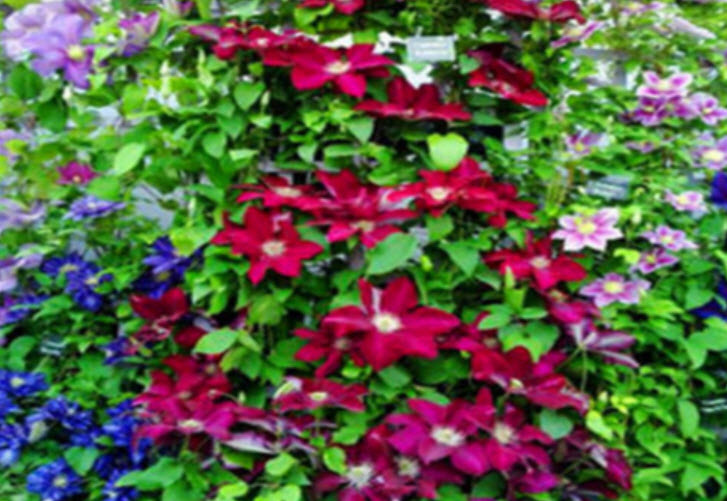 เคล็มแมททิส (Clematis) คละสี / 50 เม็ด