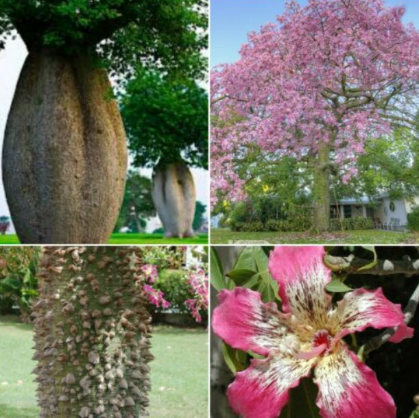 ต้นขวด (Bottle tree) / 10 เม็ด (Italy)*