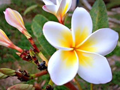 ต้นลีลาวดี สีขาว กระถาง 10 นิ้ว สูง 70-100 ซ.ม. / ต้น