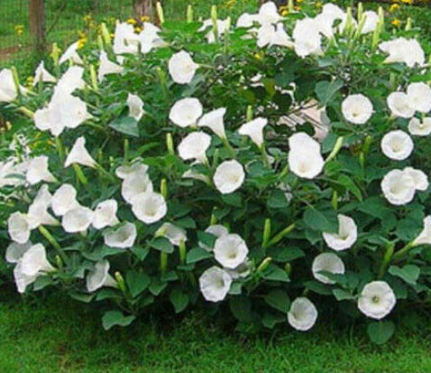 ลำโพงดอกขาว (Devil's Trumpet / Datura metel) / 50 เม็ด (UK)