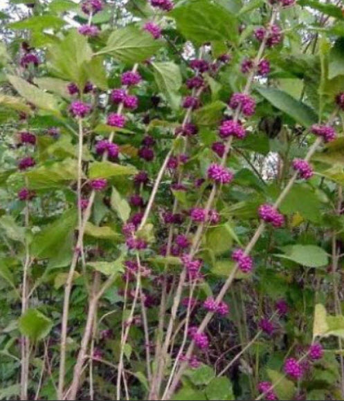 อเมริกัน บิวตี้เบอรี่ (American Beautyberry) สีม่วง / 10 เม็ด (USA)
