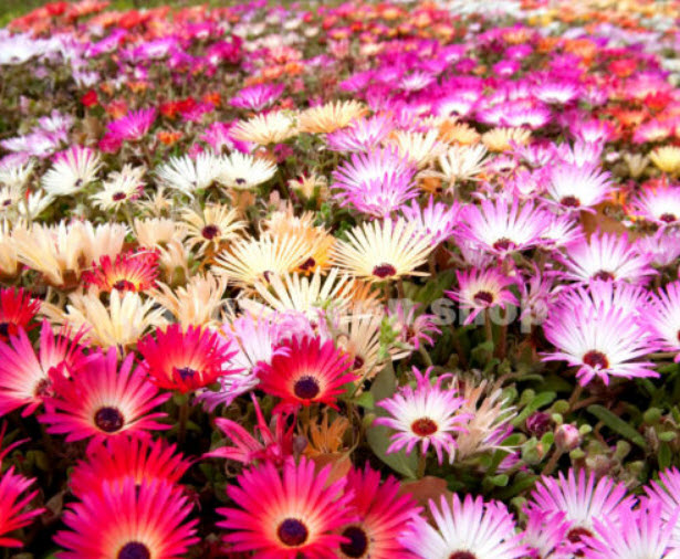 ไอซ์ แพล้นท์ (Ice Plant) คละสี / 4,000 เม็ด (UK)