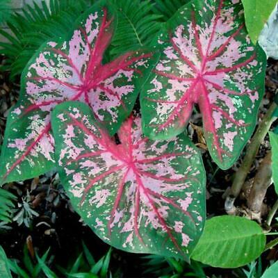 บอนสี (Caladium) คละ / 100 เม็ด (นอก)