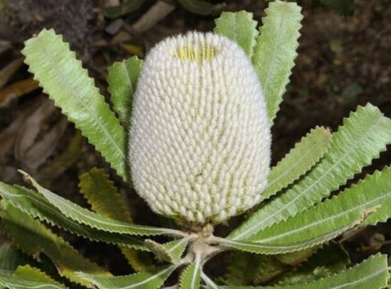 แบงเซีย (Banksia) สีขาว / 5 เม็ด