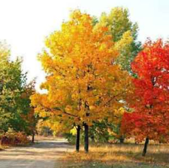 เมเปิ้ลต้น (Maple tree) คละสี / 10 เม็ด