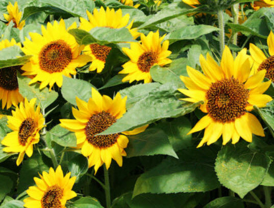ทานตะวันแคระ (Dwarf Sunflower) สีเหลืองทอง ดอกใหญ่พิเศษ / 35 เม็ด (UK)