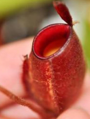 หม้อข้าวหม้อแกงลิง (Nepenthes) ทรงสูง คละ / 50 เม็ด