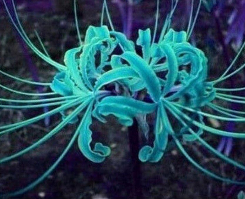 ว่านลิลี่แมงมุม (Spider Lily) คละสี / 100 เม็ด (China)