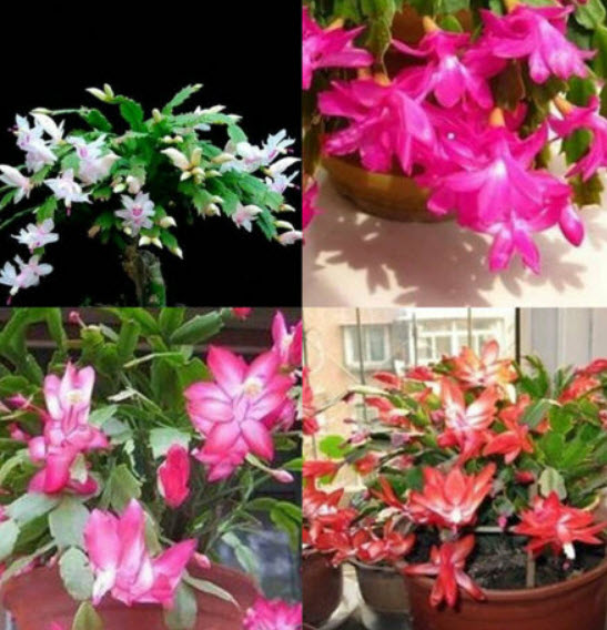 คริสมาสแคคตัส หรือมังกรคาบแก้ว (Christmas Cactus) คละ / 100 เม็ด