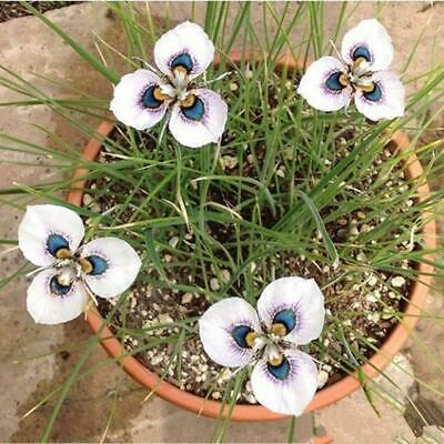 กล้วยไม้ผักตบชวา (Peacock Orchid) / 20 เม็ด (China)