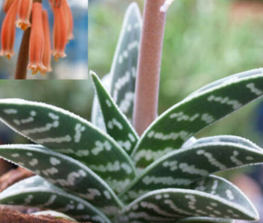 ว่านหางจระเข้ด่าง (Aloe Variegata) / 5 เม็ด (Spain)*