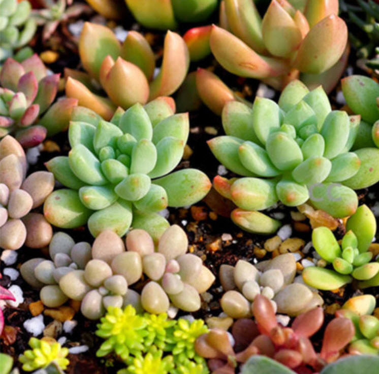 พืชอวบน้ำ (Succulents) คละ / 100 เม็ด