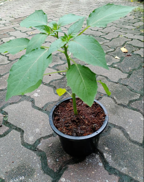 ต้นโทงเทงไทย หรือโทงเทงน้ำ สมุนไพรหายาก กระถาง 6 นิ้ว สูง 30-60 ซ.ม.