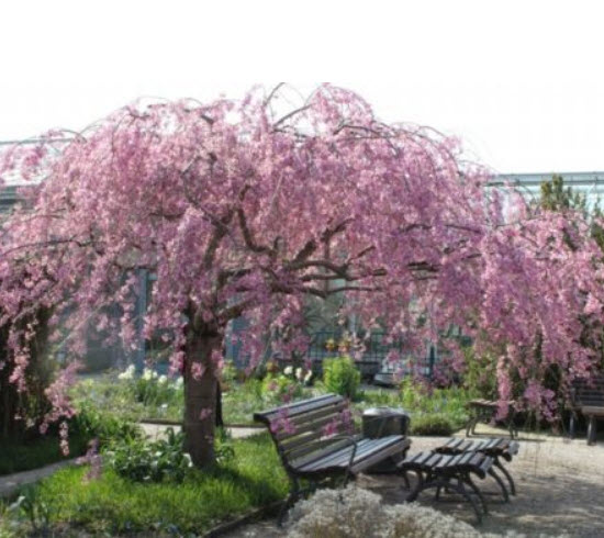 วีบพิ่ง ไฮแกน เชอรี่ (Weeping Higan Cherry) / 5 เม็ด (Russia)