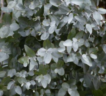 ยูคา - บลูแมลลี่ (Euca - Blue Mallee / Eucalyptus gamophylla) / 10 เม็ด (Portugal)