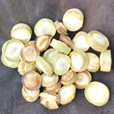 คูนสายรุ้ง ราชพฤกษ์ (Rainbow shower tree) / 20 เม็ด