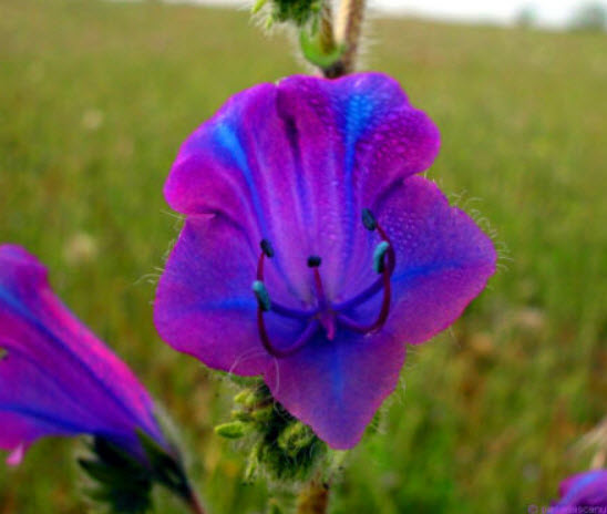 ไวเปอร์ บูกลอส (Vipor's Bugloss) คละสี / 220 เม็ด (UK)