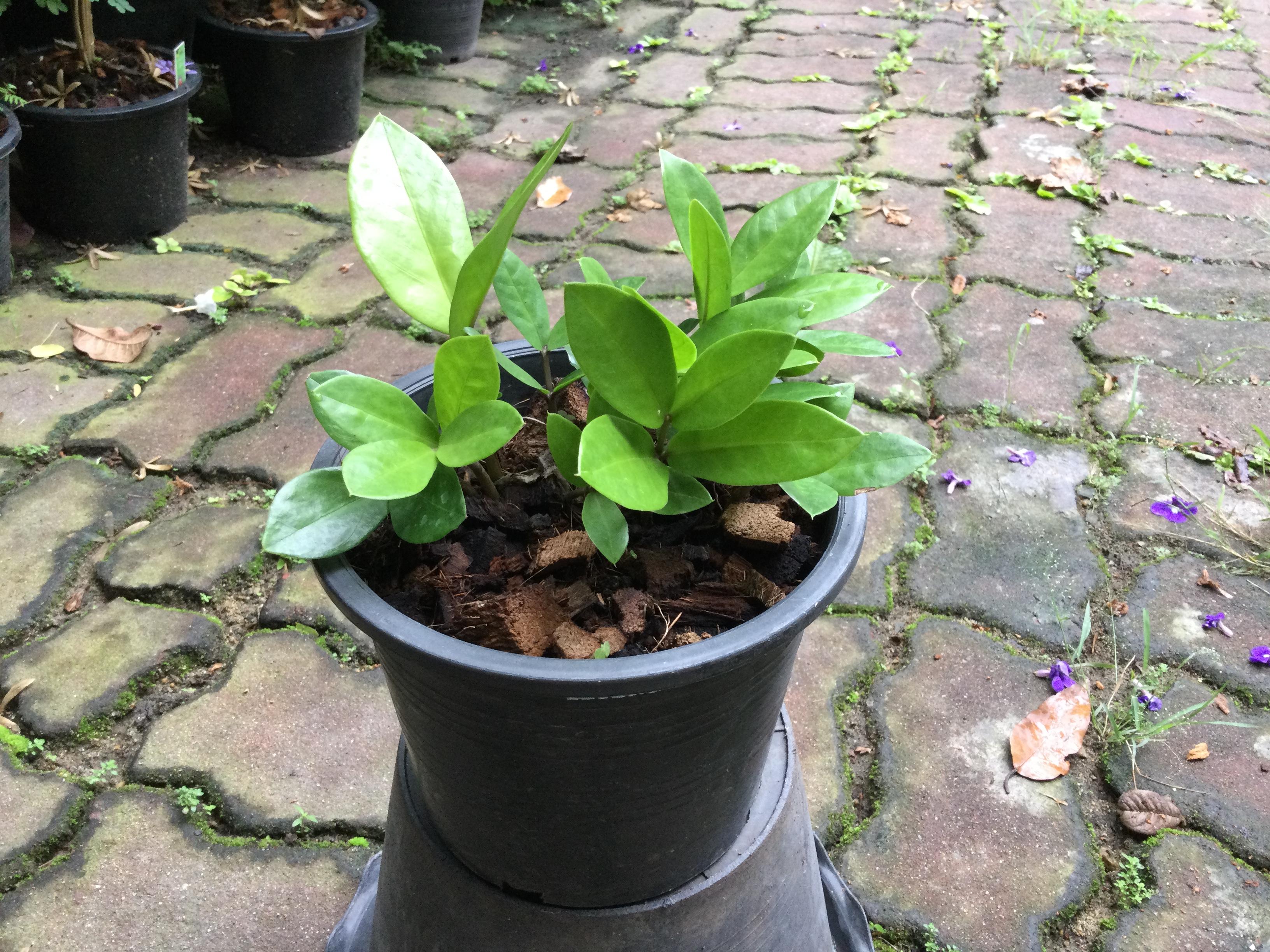 ต้นกวักมรกตแคระ กระถาง 6 นิ้ว (B)