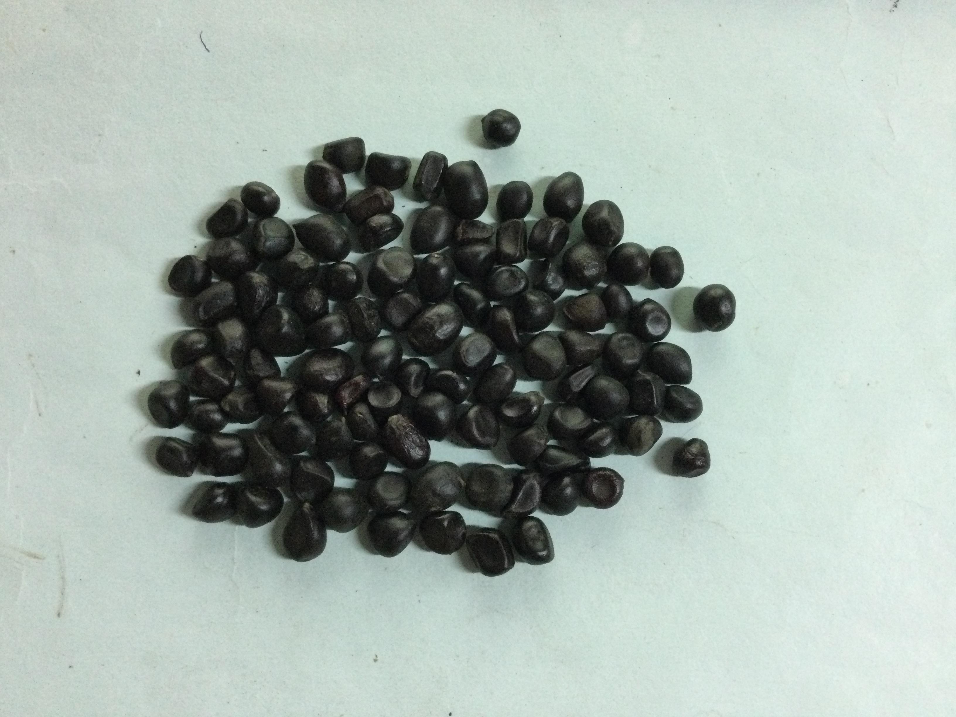 ปักษาสวรรค์ (Bird of Paradise) คละ / 10 เม็ด (China)