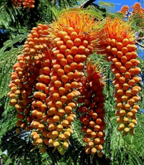 ต้นทองพลุ (Colville's Glory) สูง 20-40 ซ.ม.