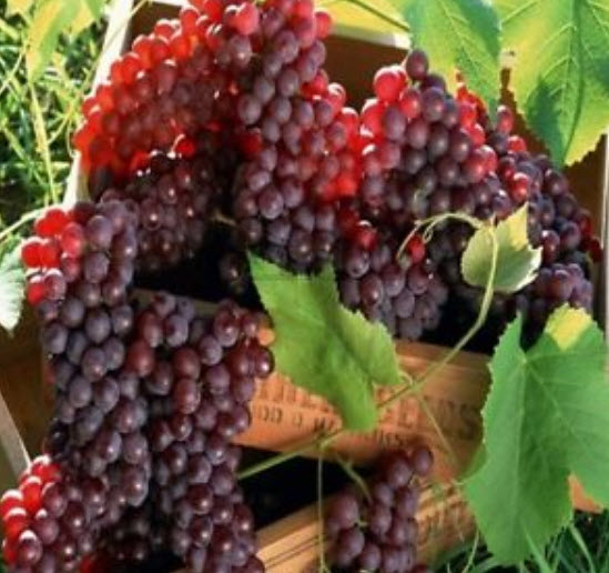 องุ่นแดงเคียวโฮ / 5 เม็ด (นอก)