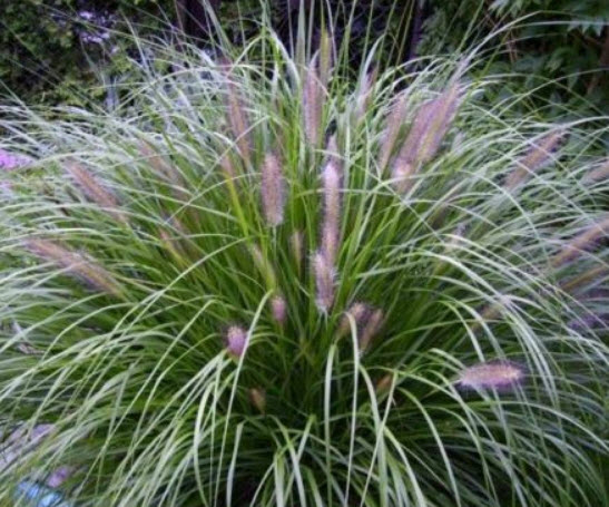 หญ้าน้ำพุจีน (Chinese Fountain Grass) / 100 เม็ด (France)*