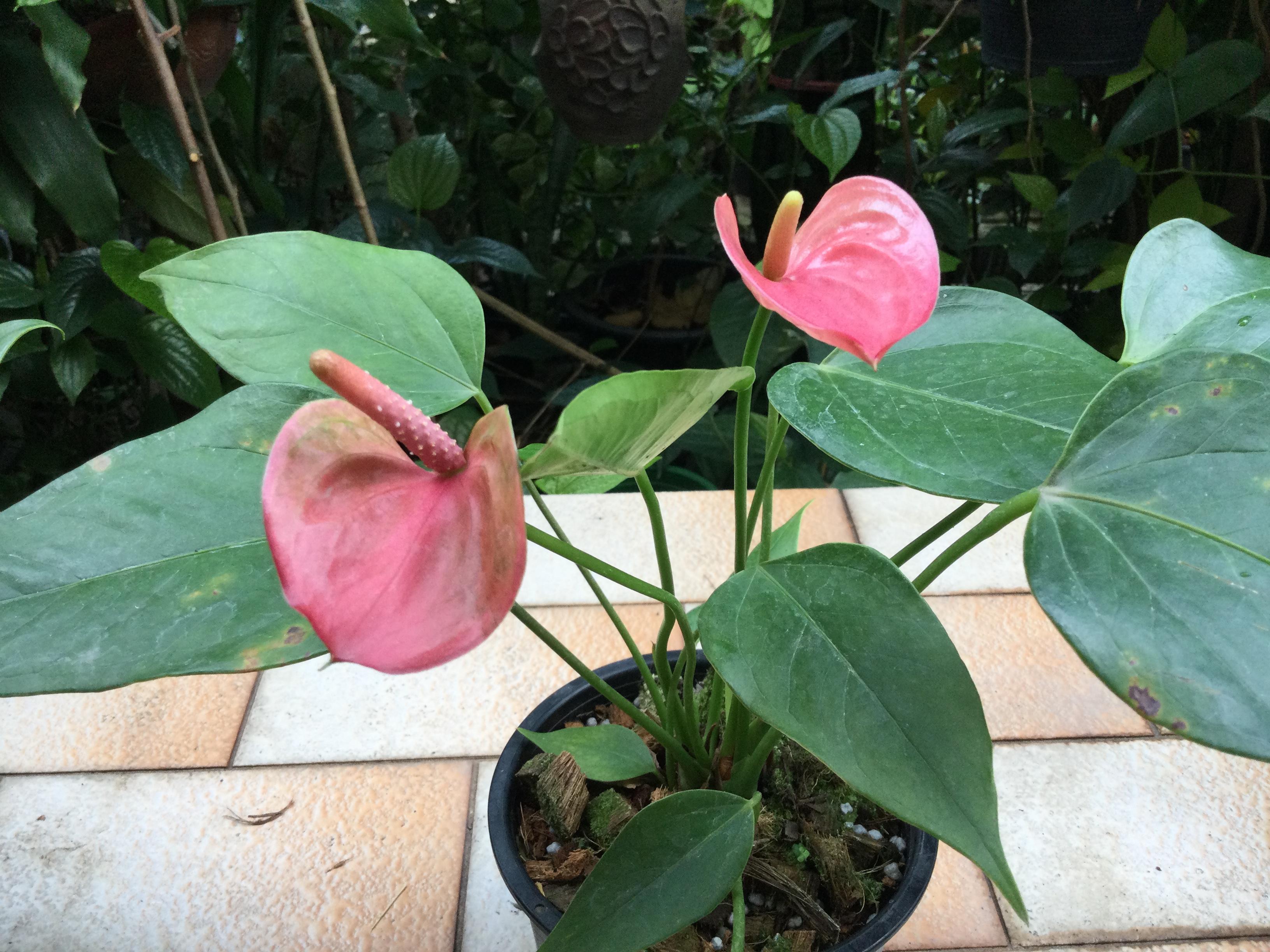 ต้นหน้าวัวแคระ ดอกสีชมพู สูง 20-30 นิ้ว / ต้น