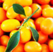 สัมจี๊ด (Kumquat) / 30 เม็ด (นอก)