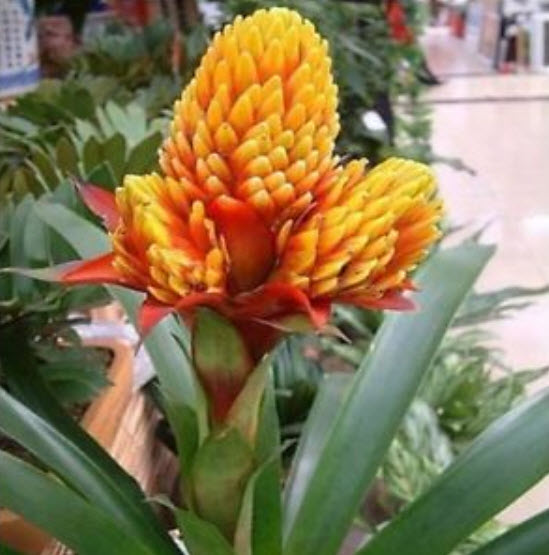 ดอกสับปะรด (Pineapple flowers) คละ / 10 เม็ด