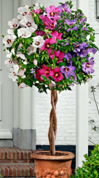 โรส ออฟ ชารอน (Rose of Sharon / Hibicus Syriacus) คละ / 50 เม็ด (UK)