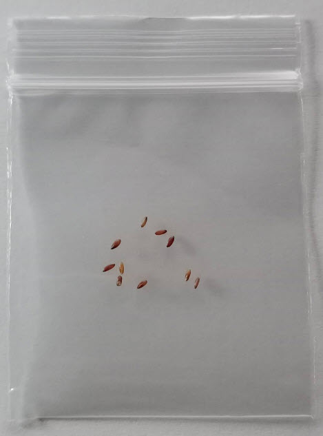 หญ้ามิสแคนทัส ไซเนนซิส หรือหญ้าซูซูกิ (Miscanthus Sinensis) / 25 เม็ด (USA)