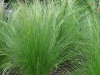 หญ้าหางม้า (Pony tails Grass) / 100 เม็ด (UK)