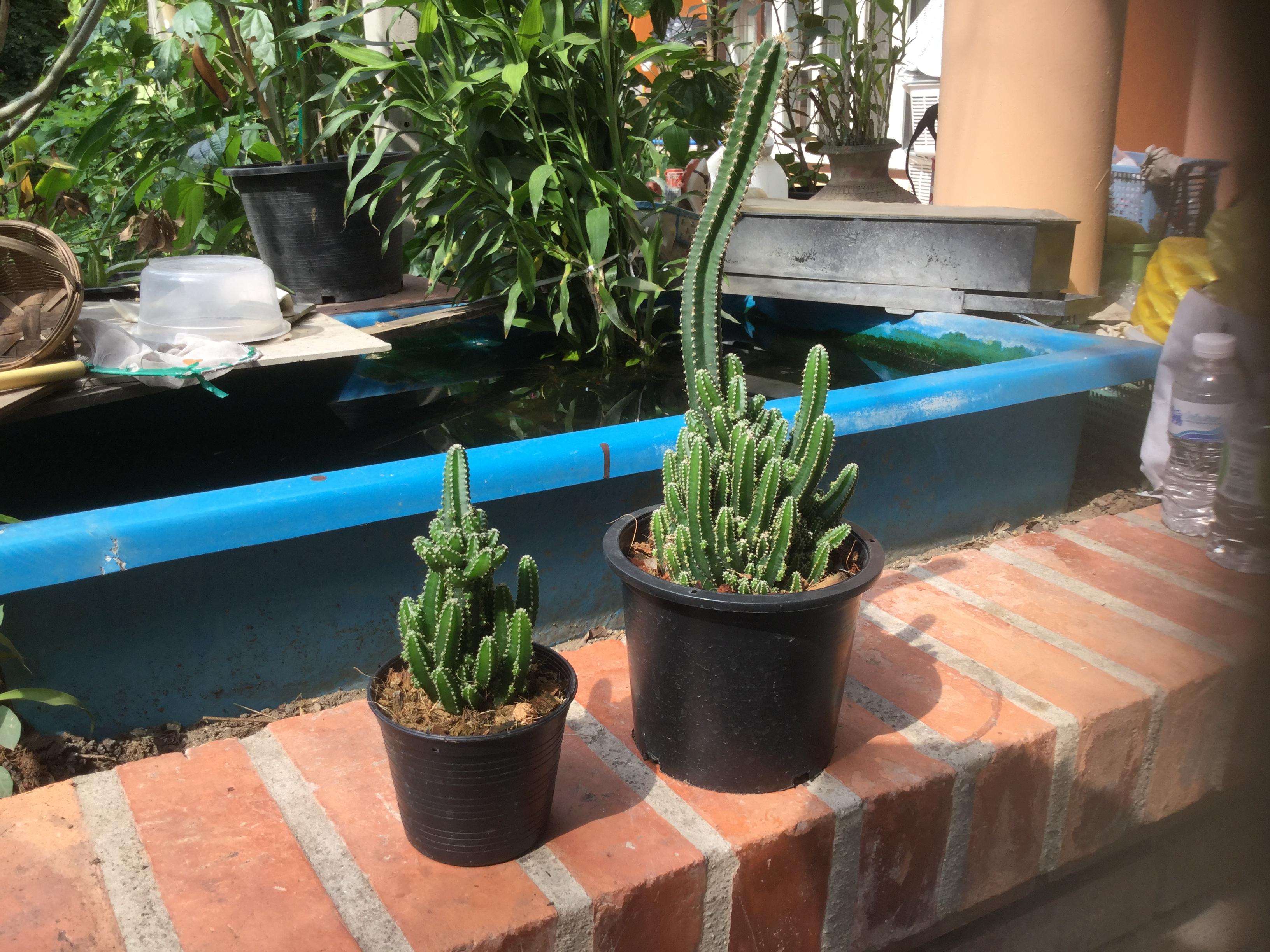 แคคตัส ปราสาทนางฟ้า หรือหอคอยนางฟ้า (Cereus peruvianus) / 10 เม็ด