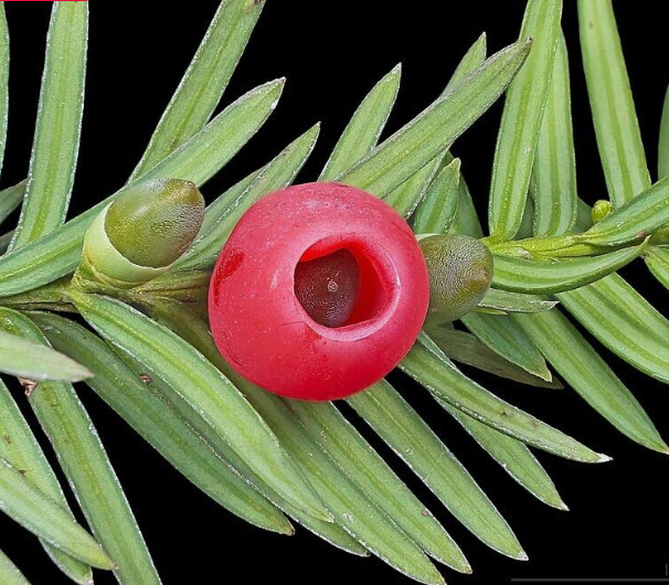 สนยู สนยิว สนอังกฤษ Taxus Baccata / 5 เม็ด (Czech)