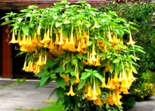 แตรนางฟ้า (Angel's trumpet) คละ / 6 เม็ด (UK)