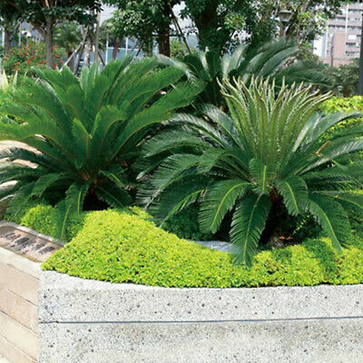 ปรงญี่ปุ่น (Cycas Revoluta) / 1 เม็ด (China)