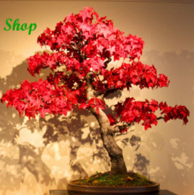 อเมริกัน สวีทกัม (American Sweetgum) / 50 เม็ด (UK)