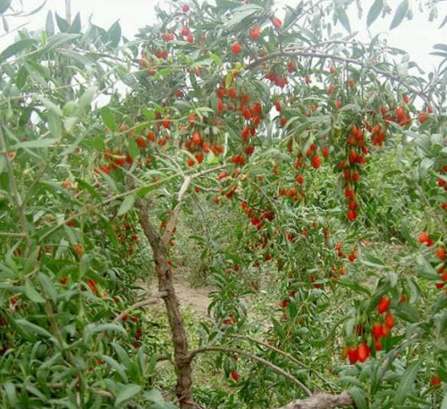 ต้น โกจิเบอรี่ เก๋ากี้ พันธุ์ใบยาว อายุต้น 2 ปี สูง 30-60 ซ.ม ลูกใหญ่ ต้นไม้นำเข้า