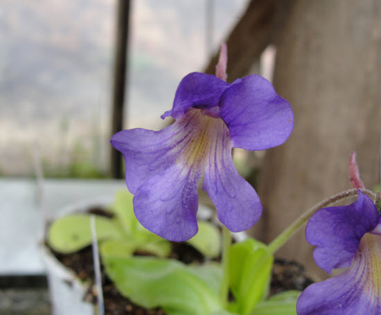 พิงกุย (Pinguicula) ดอกสีม่วง / 5 เม็ด (Spain)
