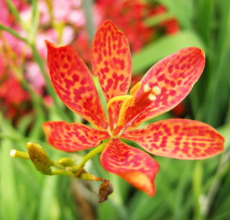 แบล๊คเบอรี่ ลิลี่ (Blackberry Lily) / ซอง 10 เม็ด (E009)